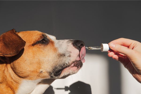 歯磨きジェルを舐める犬